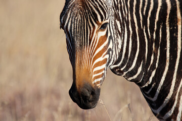 Mountain Zebra National Park, South Africa: Portrait of a Mountain Zebra, Zebra equus, once hunted...