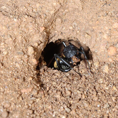 Mountain Zebra National Park, South Africa: large ant typical of the area