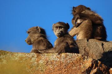 Mountain Zebra National Park, South Africa: chacma baboon