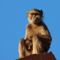 Mountain Zebra National Park, South Africa: chacma baboon