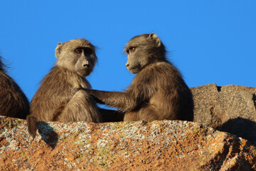 Mountain Zebra National Park, South Africa: chacma baboon