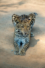 ​Leopard crouched on ground, relaxing under shade of tree.