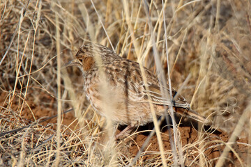 Mountain Zebra National Park, South Africa: Spike-heeled lark