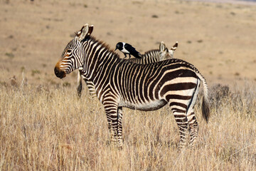 Fototapeta na wymiar Mountain Zebra National Park, South Africa: Pied crow on the back of a zebra