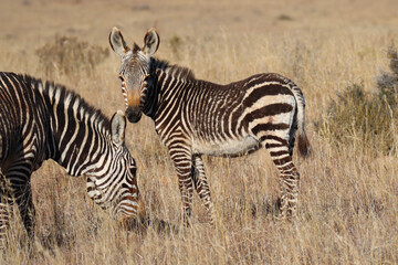 Fototapeta na wymiar Mountain Zebra National Park, South Africa: zebra foal