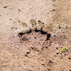 Mountain Zebra National Park, South Africa: footprint of a chacma baboon