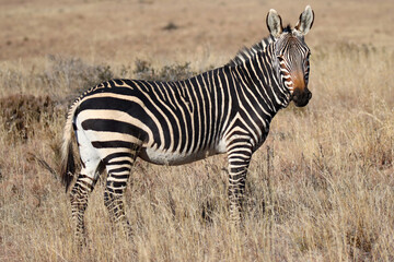 Fototapeta na wymiar Mountain Zebra National Park, South Africa: zebra foal