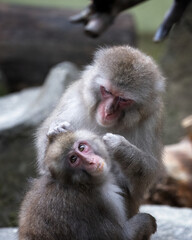 Funny monkey face with bokeh background.