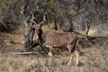 Mountain Zebra National Park, South Africa: kudu bull
