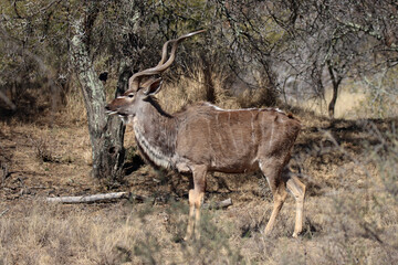 Mountain Zebra National Park, South Africa: kudu bull