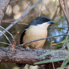 Mountain Zebra National Park, South Africa: Southern boubou