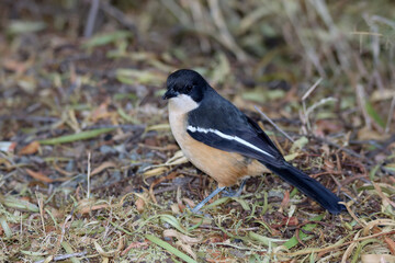 Mountain Zebra National Park, South Africa: Southern boubou