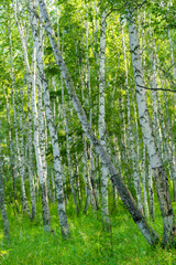 Fototapeta na wymiar Inside view of a white birch forest during summer time.
