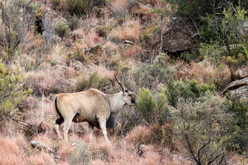 Mountain Zebra National Park, South Africa: Eland - Taurotragus oryx
