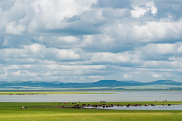 The summer landscape of the grassland in Hulunbuir, Inner Mongolia, China.