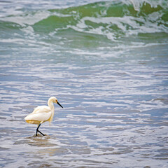 Egrets on Pacific shore
