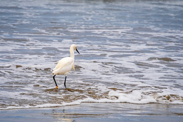 Egrets on Pacific shore
