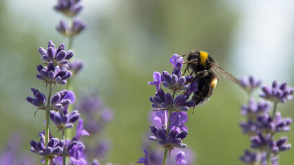 European Bombus terrestris, the buff-tailed bumblebee or large earth bumblebee, one of the most numerous bumblebee species in this continent, on a lavender flower in search of pollen