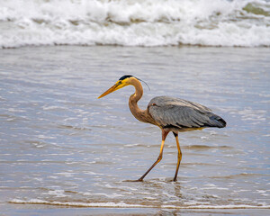 California Great Herons
