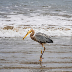 California Great Herons
