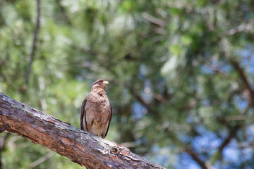 Chimango Falcon (Milvago chimango) perched on the tree.