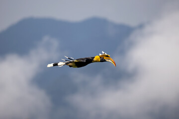 A beautiful giant hornbill flying in the misty nature.