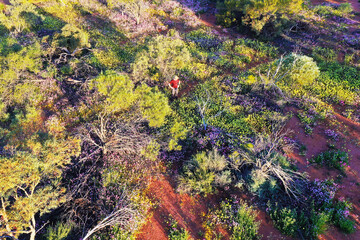 Aerial drone landscape view of Australian man looking at blossoming wildflowers Western Australia