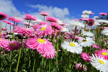 Everlasting daisies  wildflowers blossoming in Western Australia