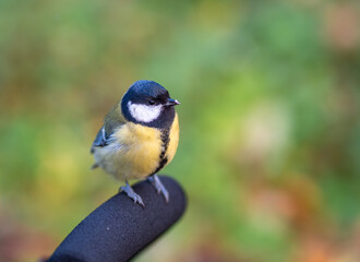 Cute bird Great tit, songbird sitting on a branch without leaves in the autumn or winter.
