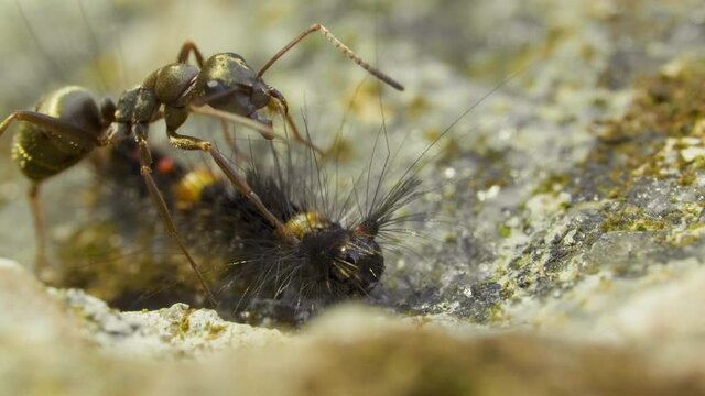 A very hairy caterpillar crowls on the stone ground outdoors