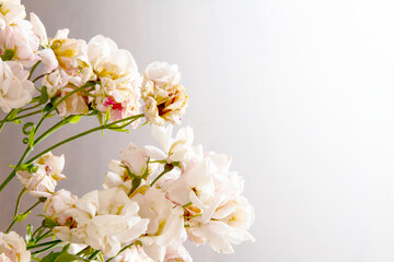 Pink and white roses in different stages of life; bouquet of roses against a white gradient background