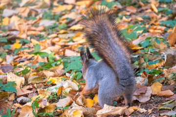Squirrel in autumn hides nuts on the green grass with fallen yellow leaves