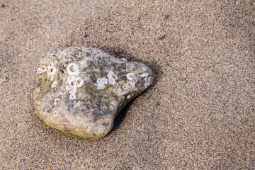 Empty acorn barnacle shells attached to a small rock on a beach; A cluster of white acorn barnacle shells
