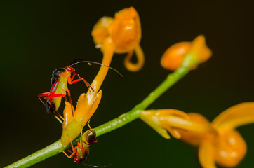 Adult mirid bug(kosmiomiris rubroornatus) feeding on its host plant, the orange ginger plant. Mirid...