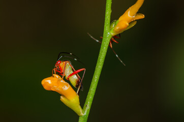 Adult mirid bug(kosmiomiris rubroornatus) feeding on its host plant, the orange ginger plant. Mirid Bug. They are agricultural pest and known to transmit disease to plants and they are true bug.