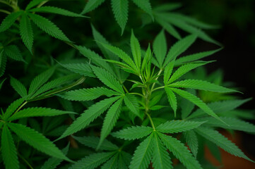 Fototapeta na wymiar Cannabis leaf plant growing on a hemp farm, medical and biology concept