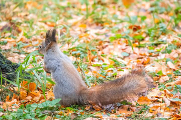 Autumn squirrel on green grass with fallen yellow leaves