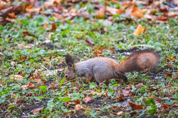 Autumn squirrel on green grass with fallen yellow leaves