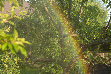 Rainbow in the garden on spray from a watering hose