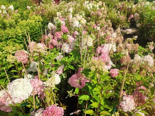 Plants in pots in a row on sale at the big garden center. blooming rhododendron in the garden shop. Sale of a variety of plants, trees and flowers