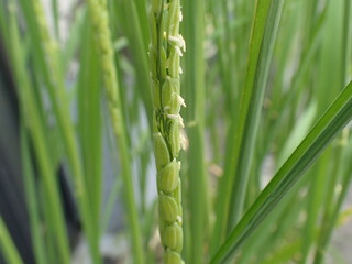 米の花白い稲の花