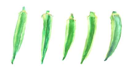 Illustration of okra drawn with watercolors