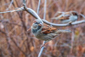 Sparrow sits on a branch without leaves.