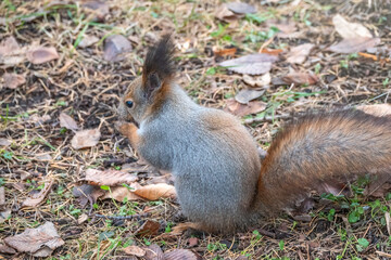 Autumn squirrel with nut on green grass with fallen yellow leaves