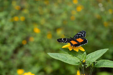 Mariposa en una planta viendo hacia un campo de flores amarillas