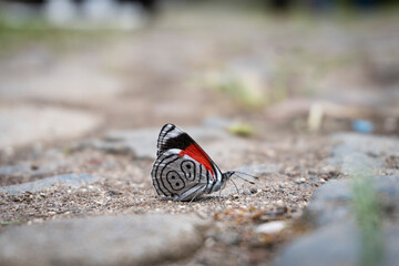 Mariposa blanca con líneas negras y acento rojo