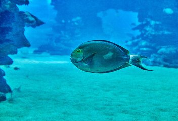 Fototapeta na wymiar Exotic fish in an aquarium on the Red Sea, swimming between corals