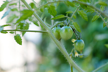 未熟な家庭菜園のプチトマト