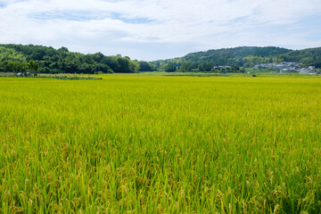 水田が広がる農村の風景　京都府木津川市
