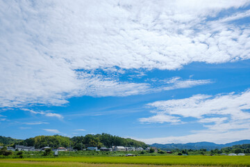 Fototapeta premium 水田の広がる農村と青空 京都府木津川市